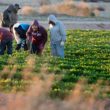 Agricultural Work