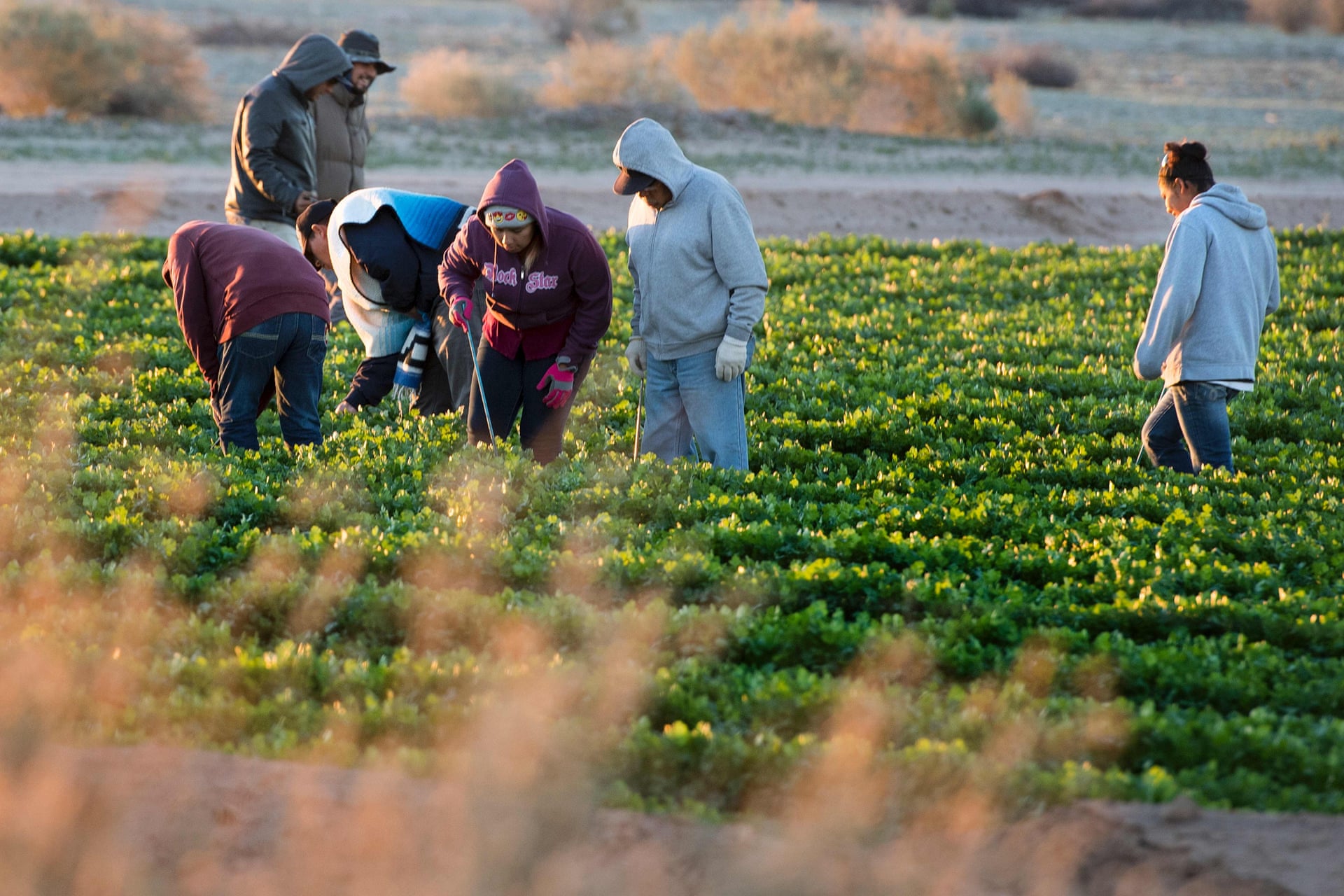 Agricultural Work