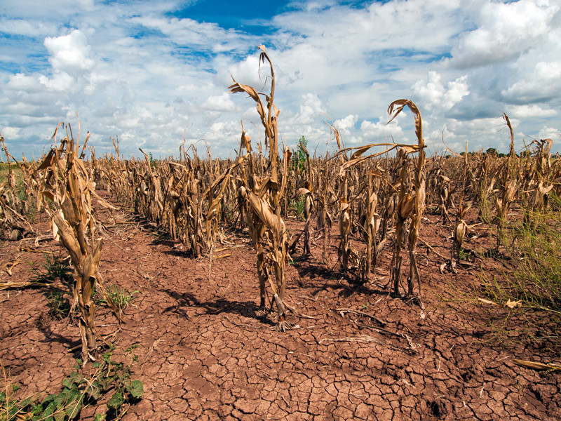 Food Endgame: The Corporate Take Over Of Our Food System